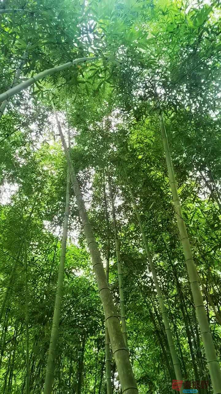 马世国_2025-09-28_092132_548 (3).jpg