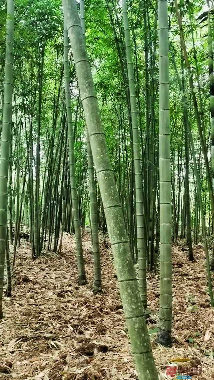 <strong>竹海滴翠【摄影马世国】</strong>