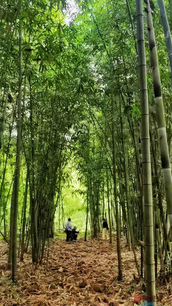 马世国_2025-09-28_092132_548 (8).jpg