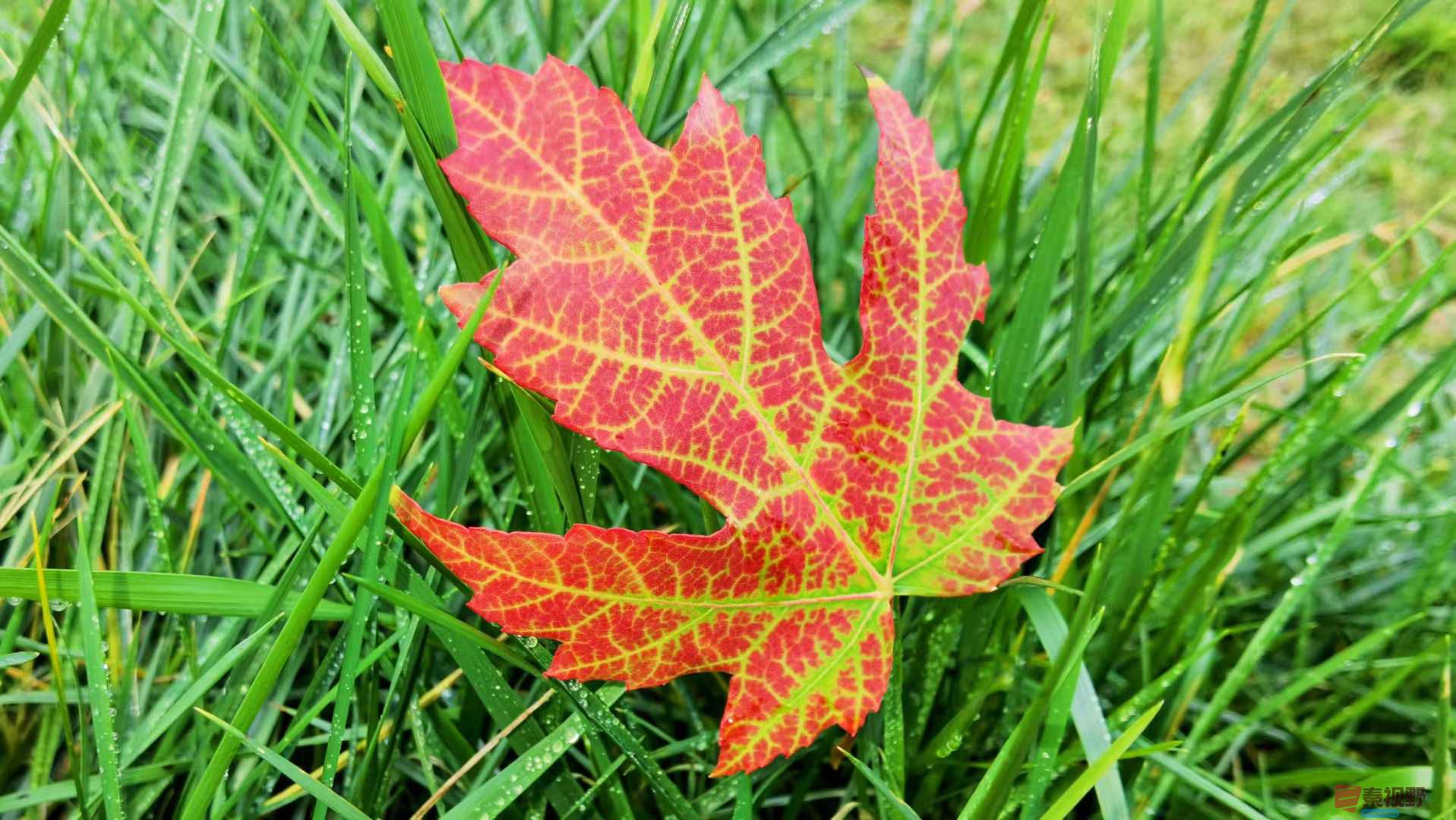 马世国_2025-09-28_093545_749 (2).jpg