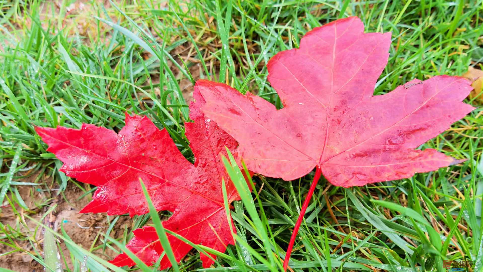 马世国_2025-09-28_093545_749 (5).jpg