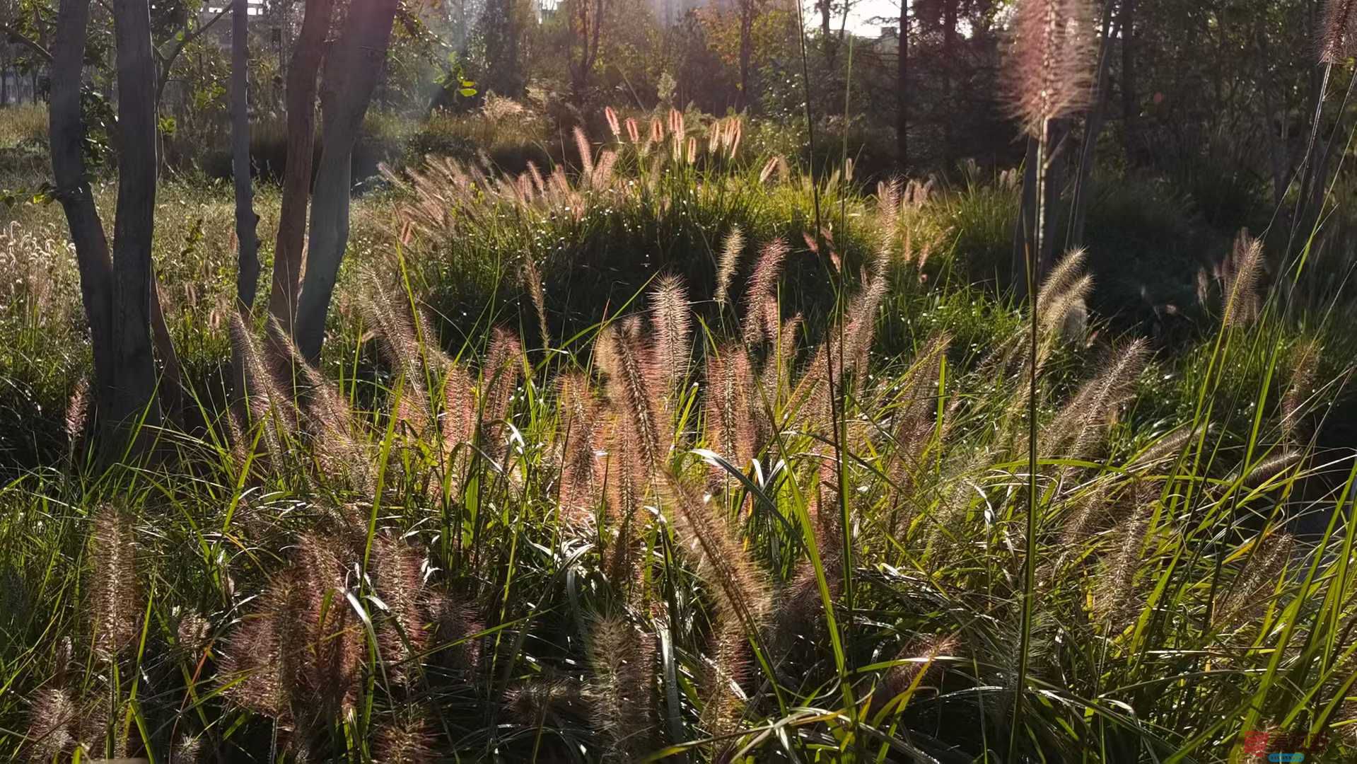 马世国_2025-09-28_093545_749 (4).jpg