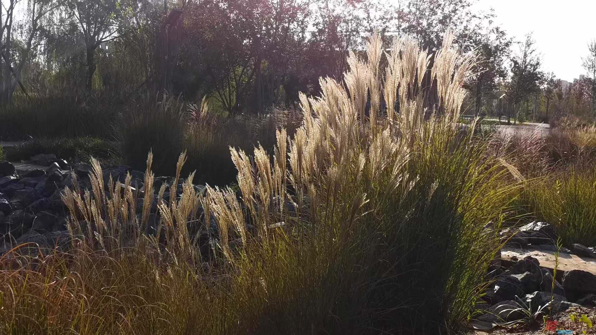 马世国_2025-09-28_093545_749 (9).jpg