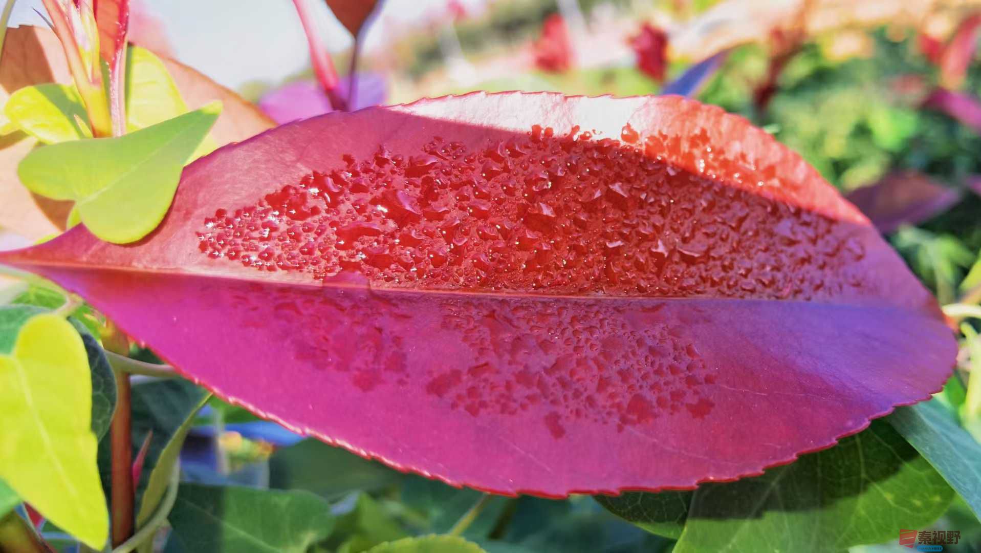 马世国_2025-09-28_093545_749 (8).jpg