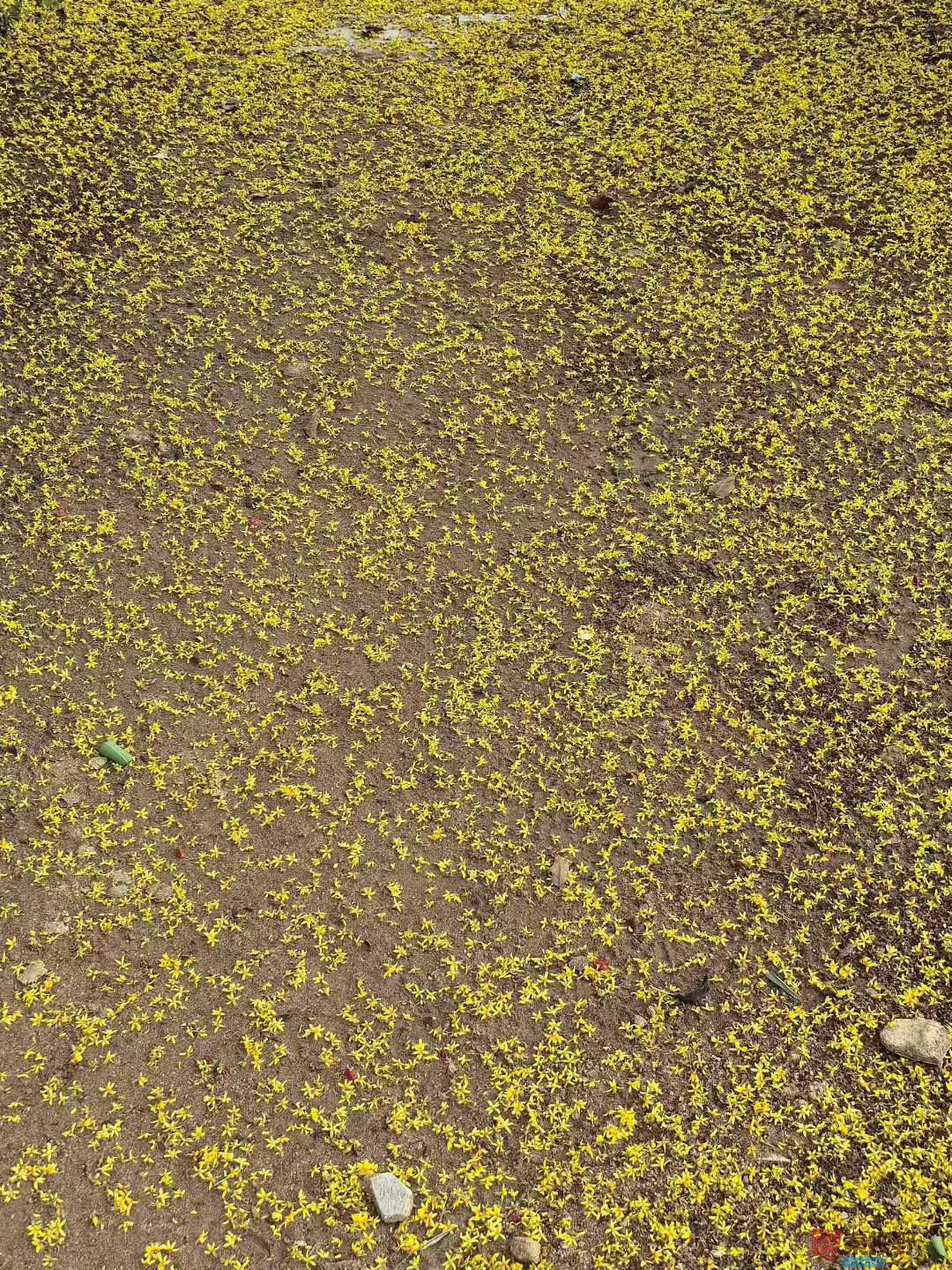 王子文_2025-09-28_093709_084 (2).jpg