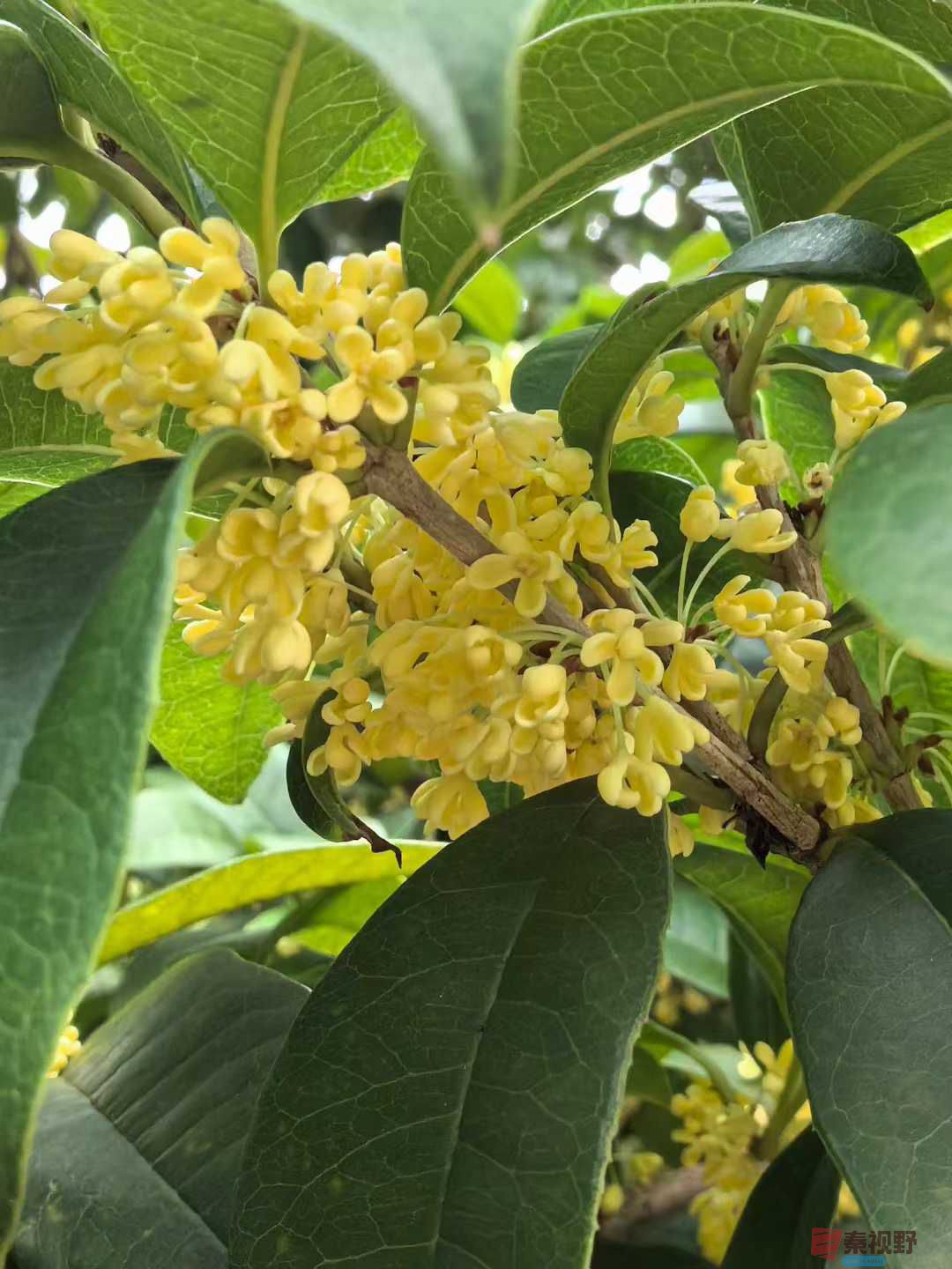 王子文_2025-09-28_093709_084 (1).jpg