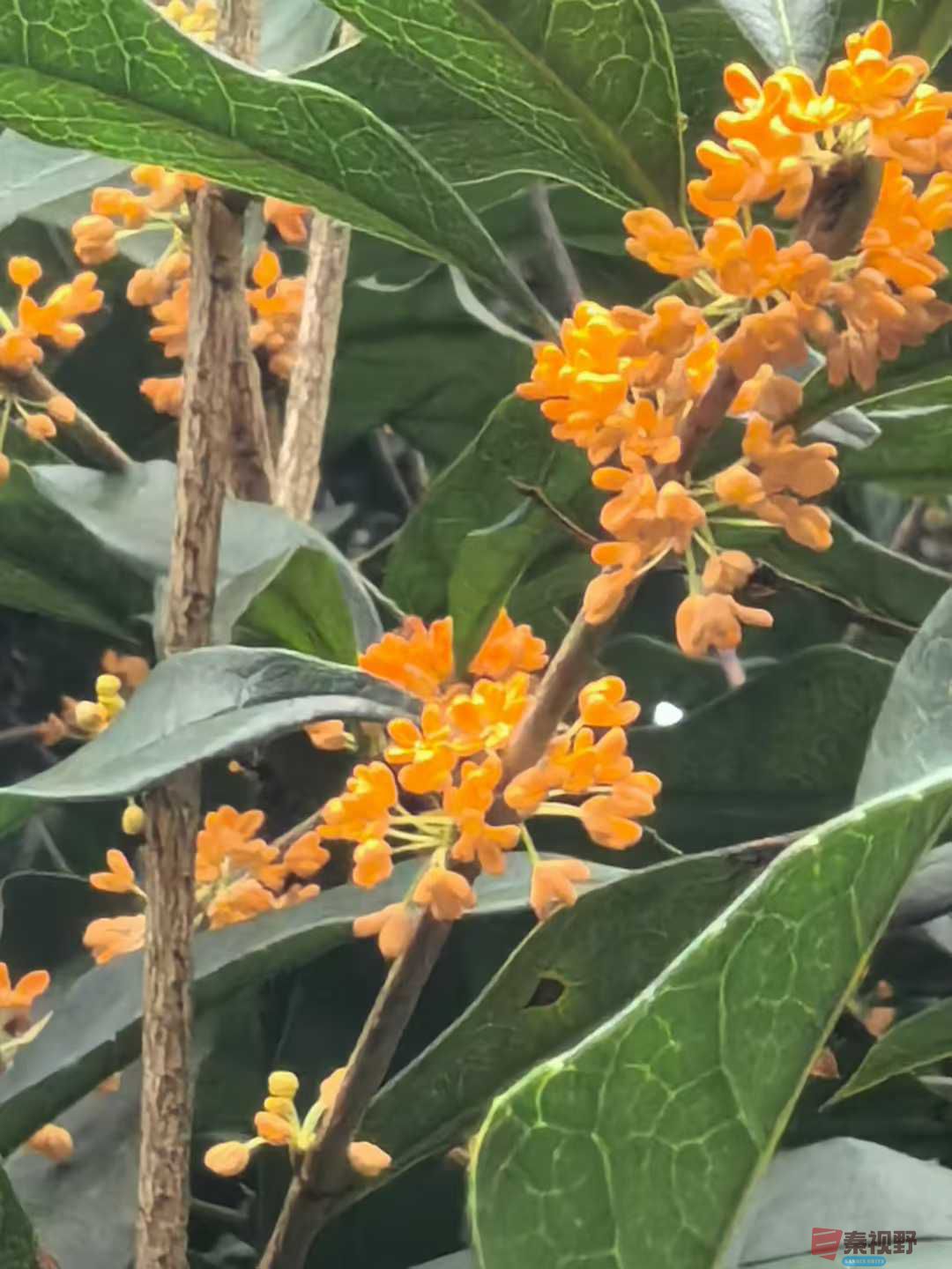 王子文_2025-09-28_093709_084 (3).jpg