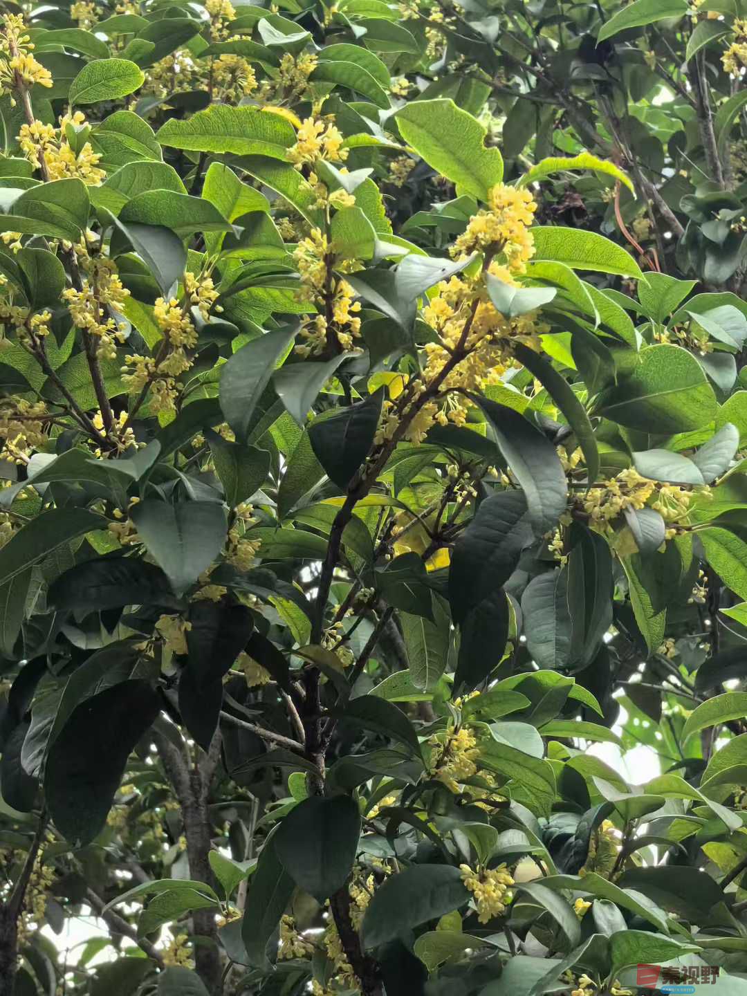 秋桂飘香传万里【摄影王子文】