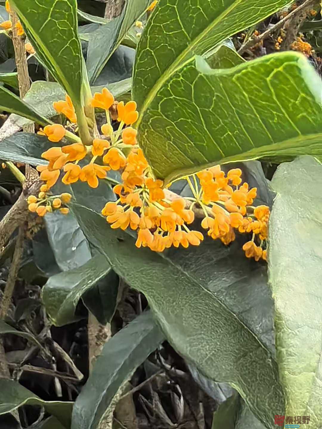 王子文_2025-09-28_093709_084 (8).jpg