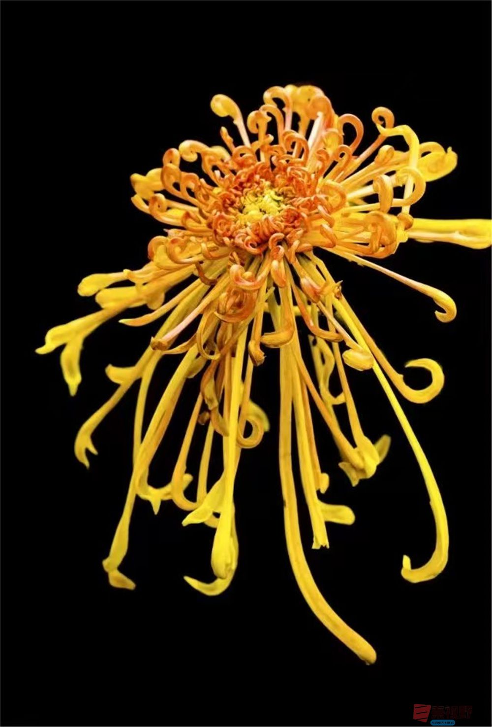 秋菊【摄影董德学】