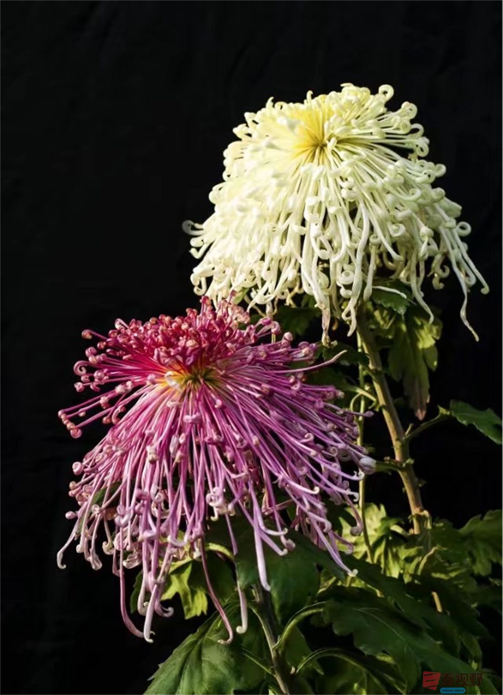 董德学压缩_20251003233101 (8).jpg