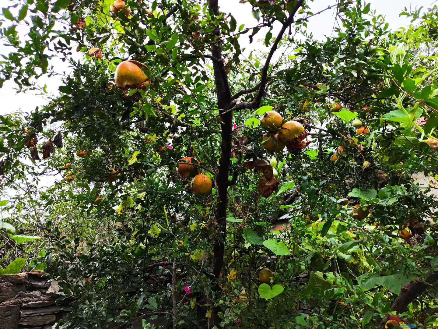 连大有_20251005213415 (1).jpg