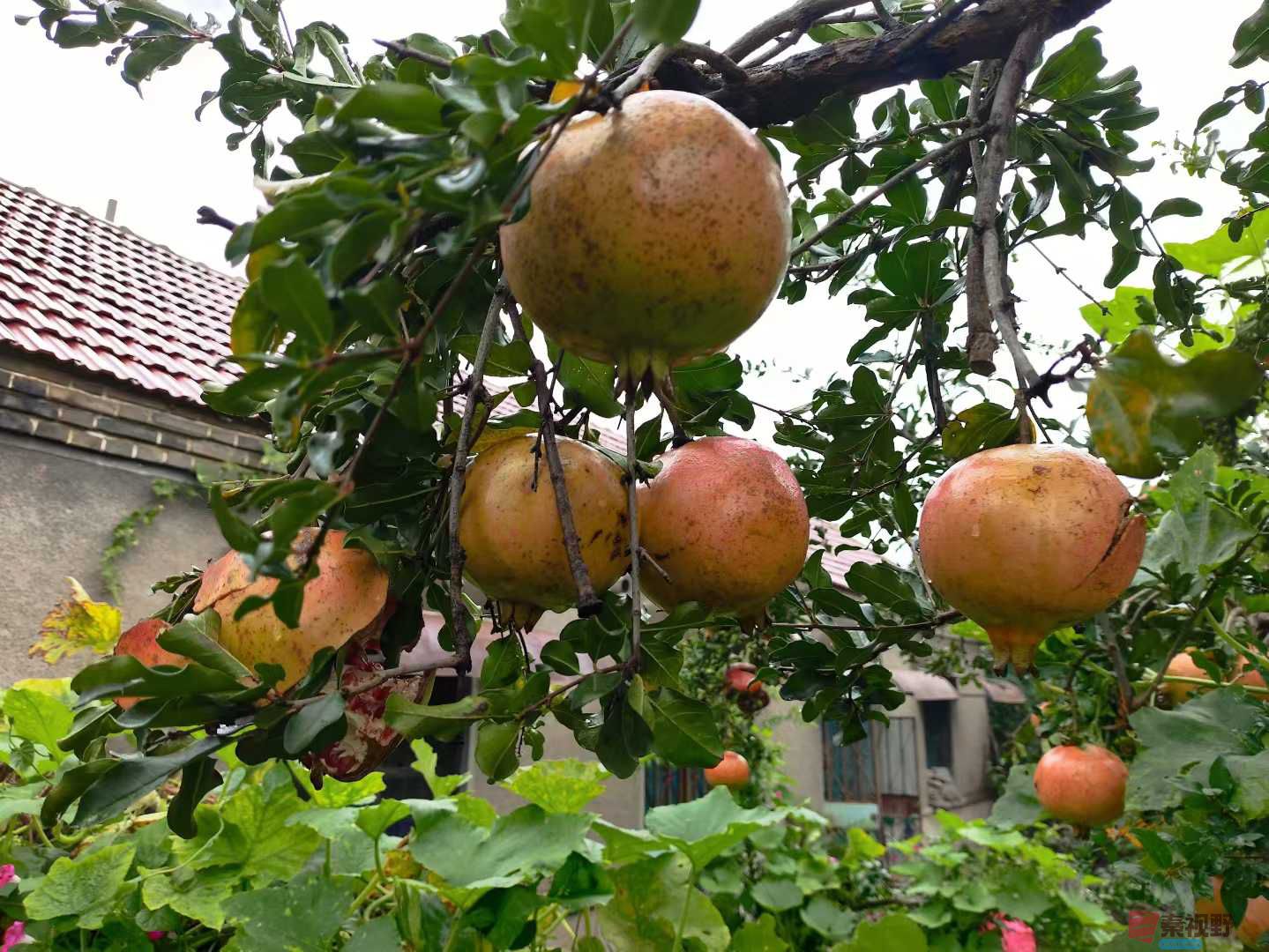 火红的石榴酸酸甜甜【摄影连大有】