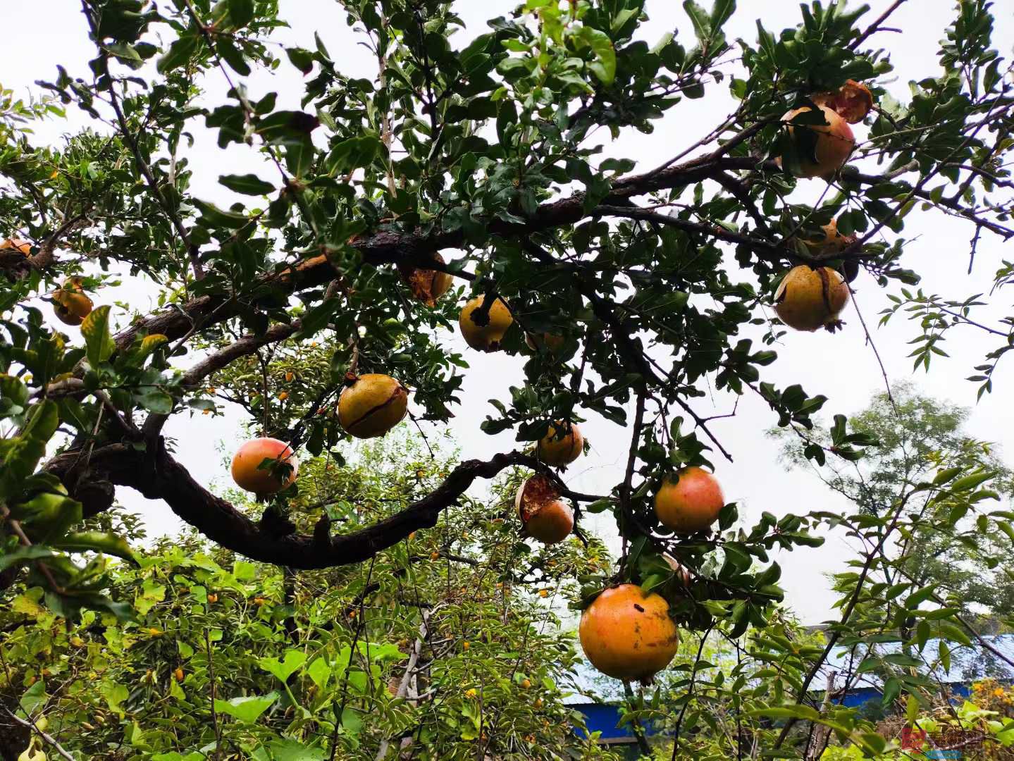 连大有_20251005213415 (7).jpg