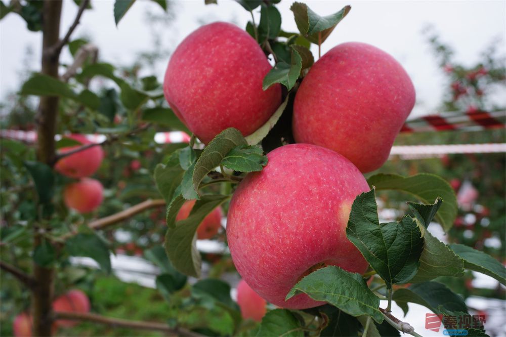 <strong>铜川耀州区秦脆苹果熟了【摄影孙宏伟】</strong>