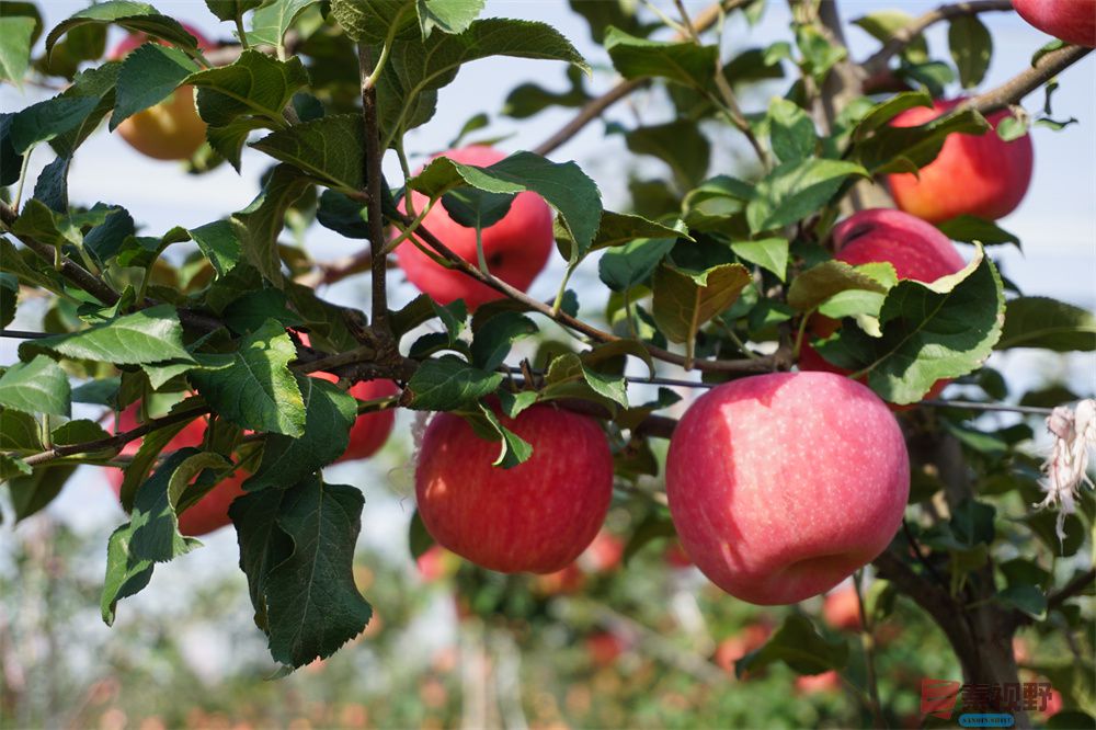 孙宏伟压缩_20251006202511 (12).jpg