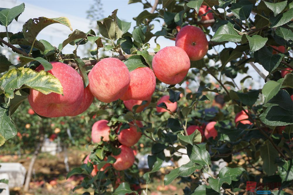 孙宏伟压缩_20251006202511 (13).jpg