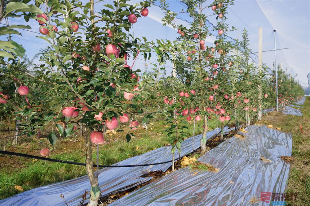 孙宏伟压缩_20251006202511 (16).jpg