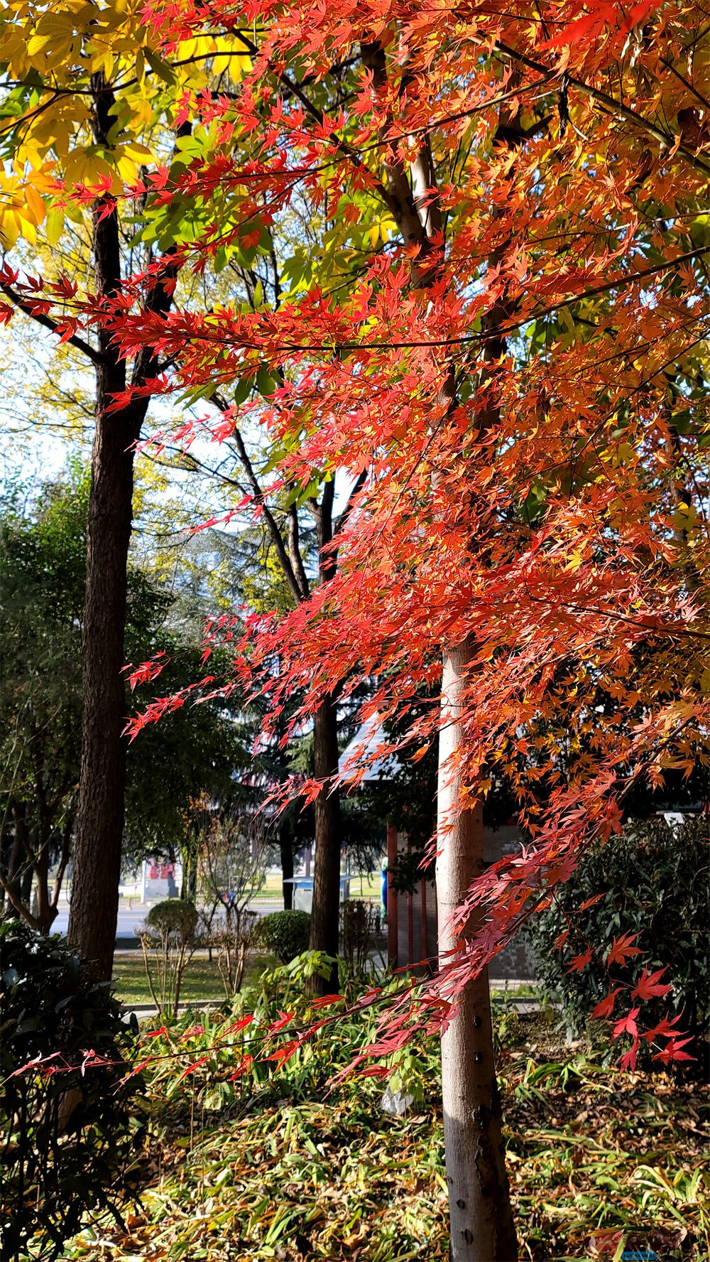 <strong>秋天的脚步【摄影寇群利】</strong>