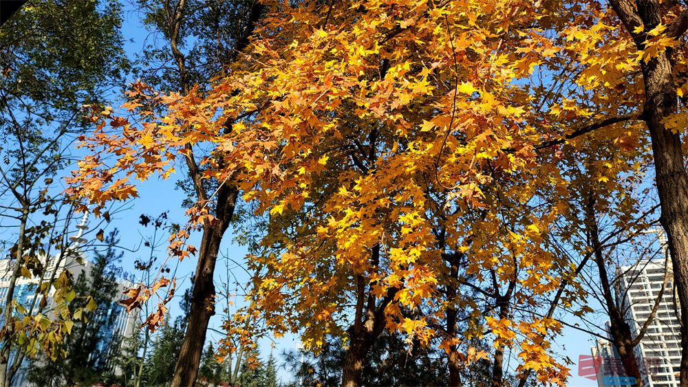 寇群利压缩 _20250930104945_28_704 (9).jpg