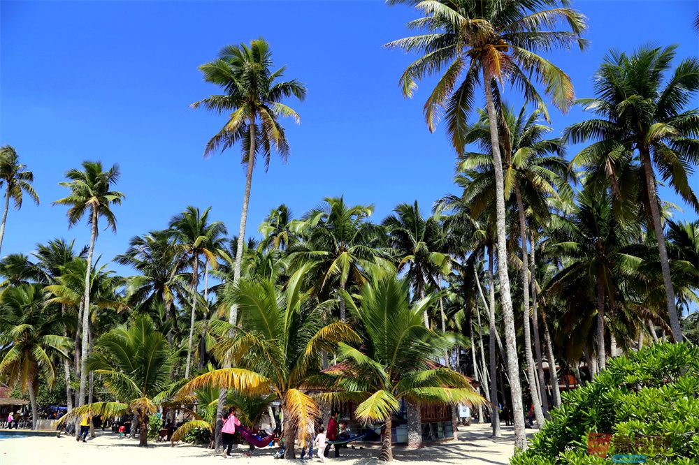 <strong>热带风光【摄影寇群利】</strong>