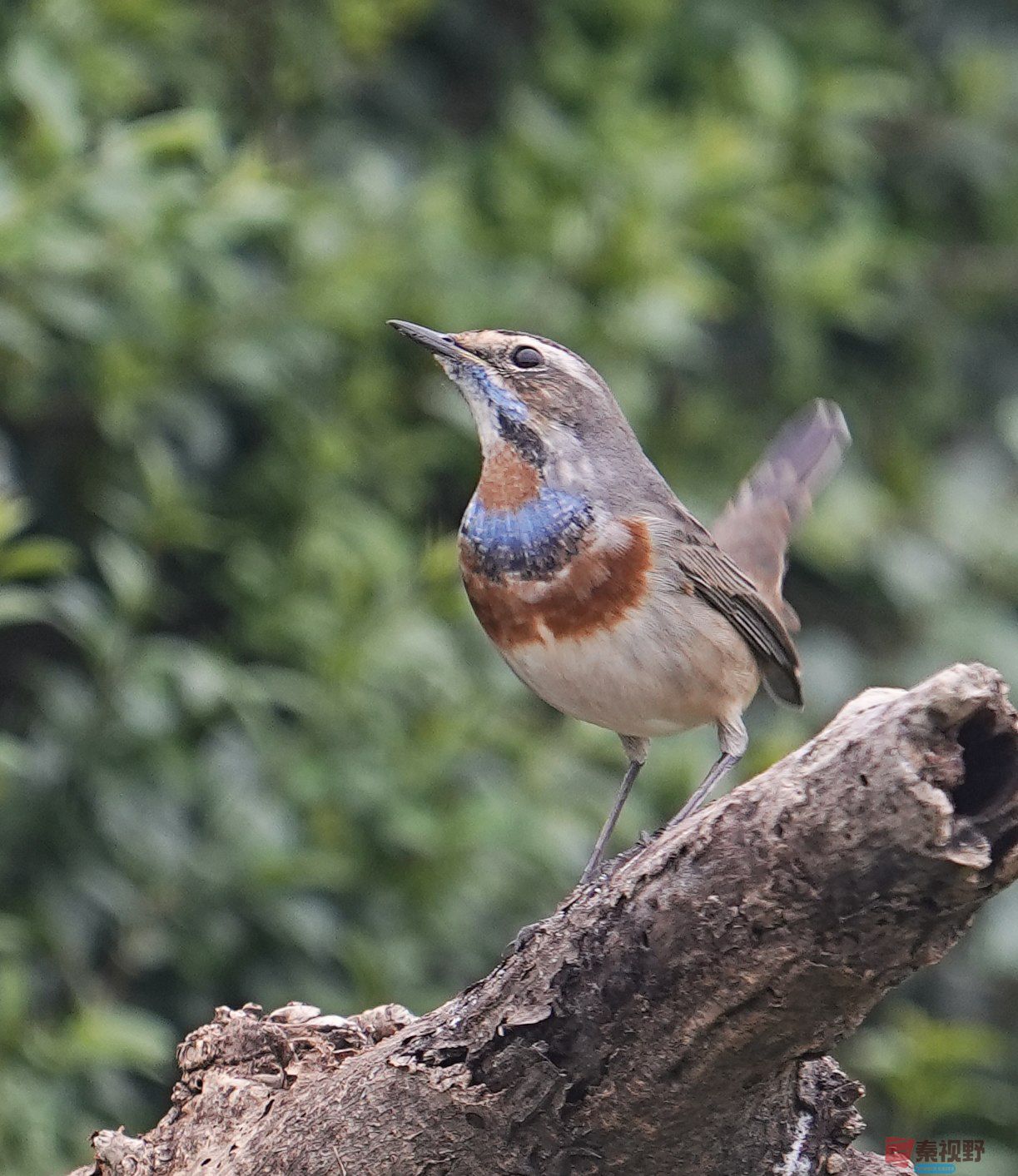 卸凤_20251009222148_1993_463 (2).jpg