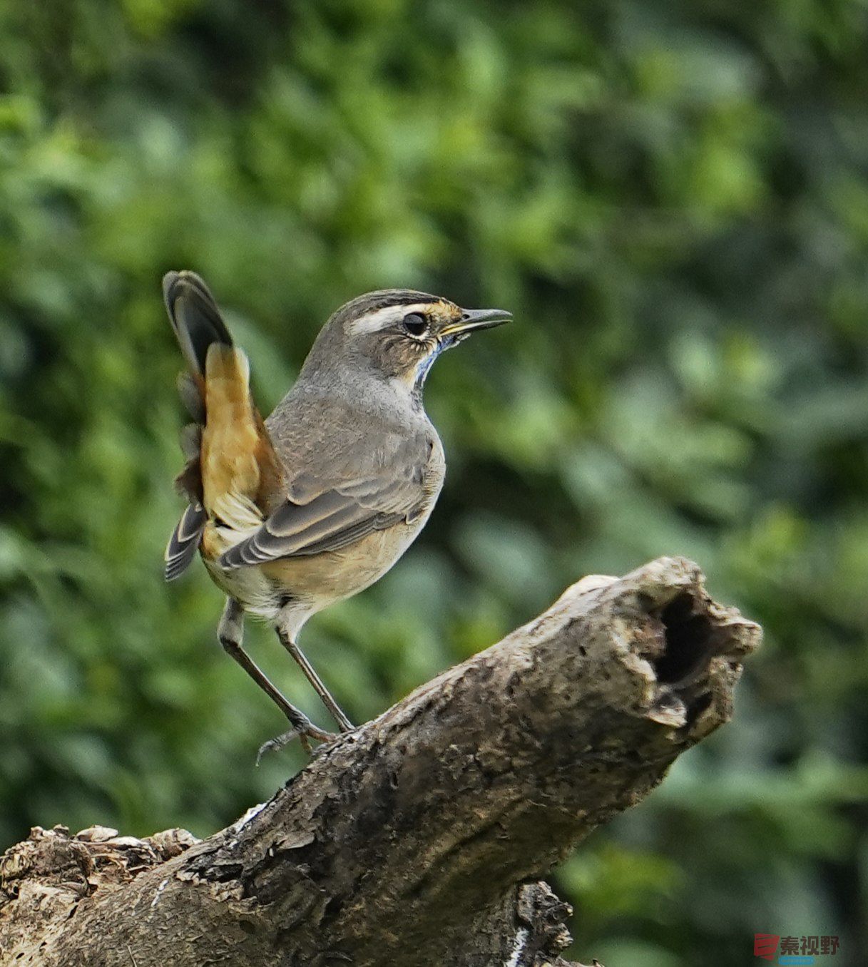 卸凤_20251009222148_1993_463 (4).jpg