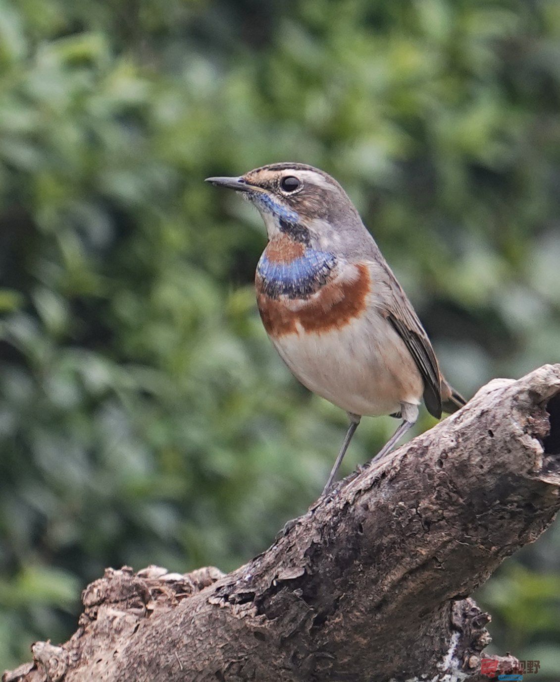 卸凤_20251009222148_1993_463 (5).jpg