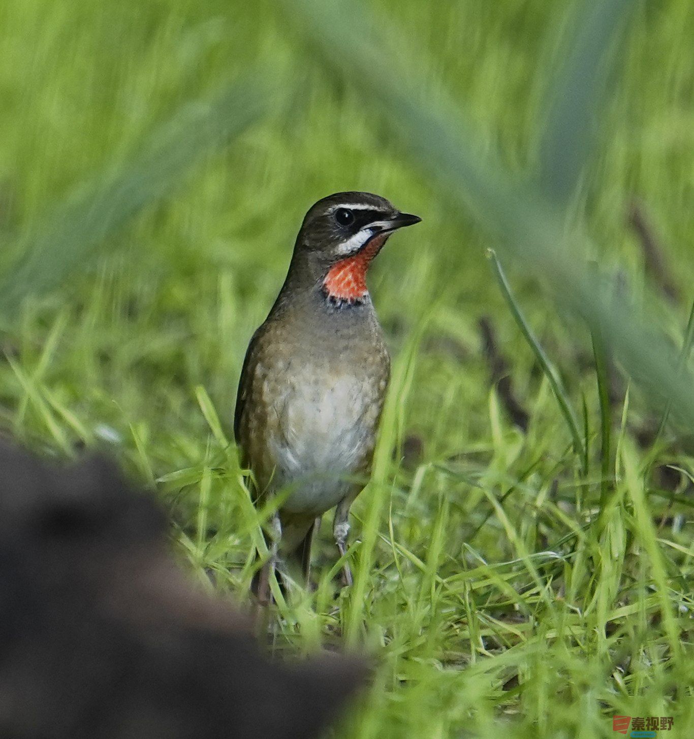 爱护小鸟  人人有责【摄影卸凤】