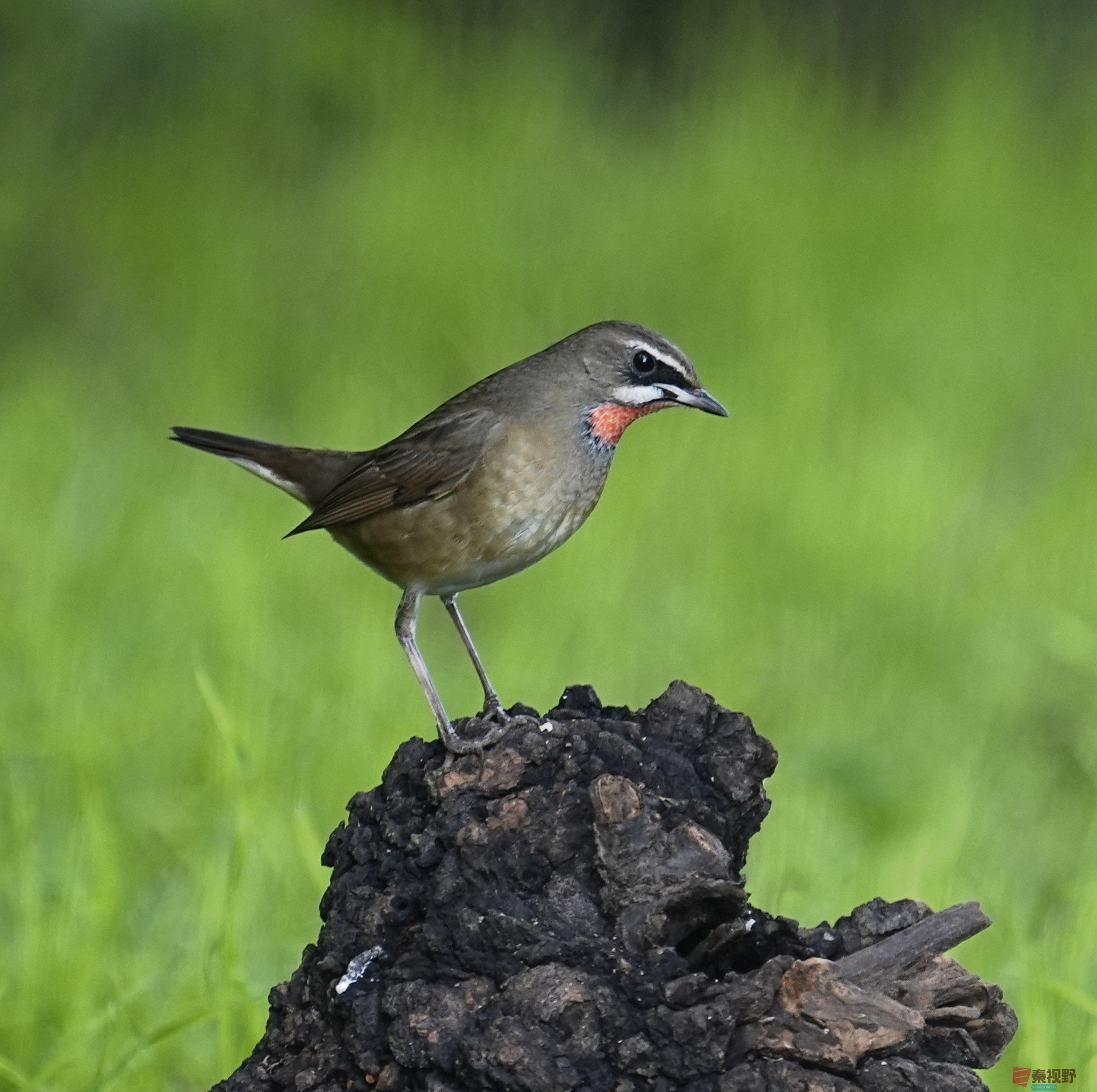 卸凤_20251009222148_1993_463 (9).jpg