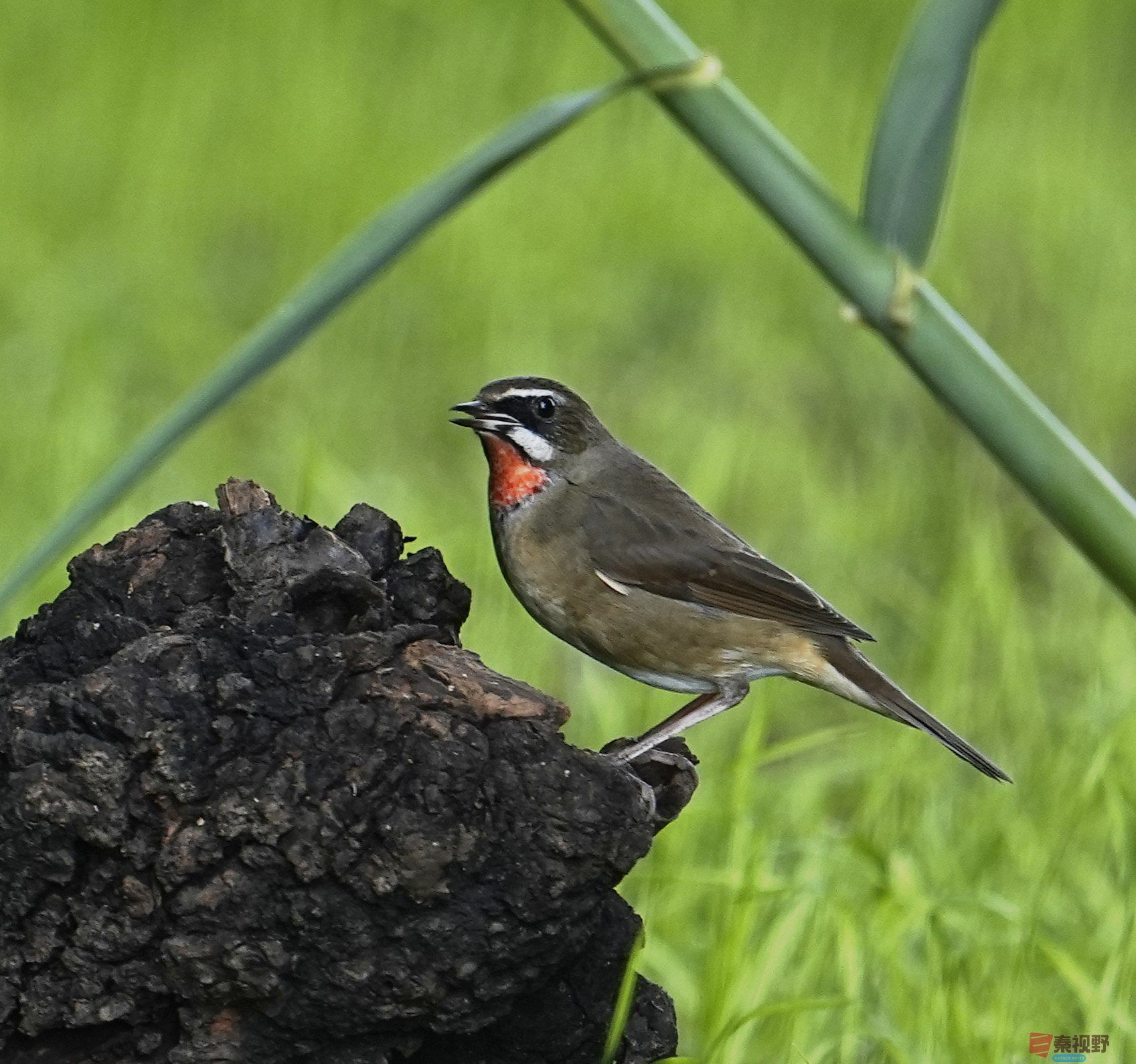 卸凤_20251009222148_1993_463 (8).jpg