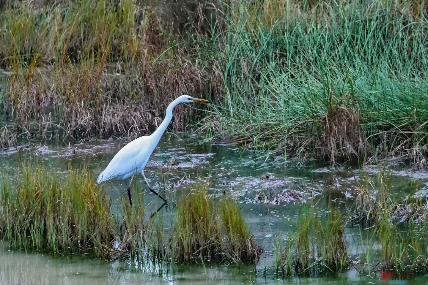 秋日的池塘边【摄影陈耀杰】