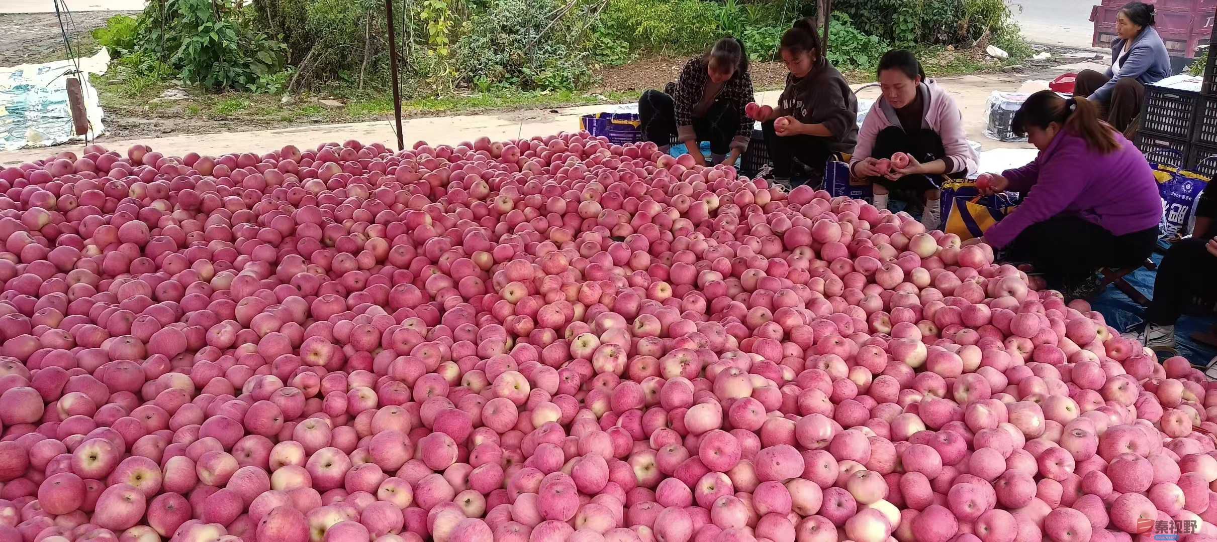 <strong>十月是丰收的季节【摄影吕炳全】</strong>