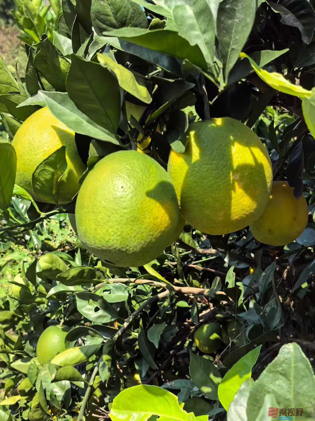 秋日里的神鹰山庄【摄影王子文】