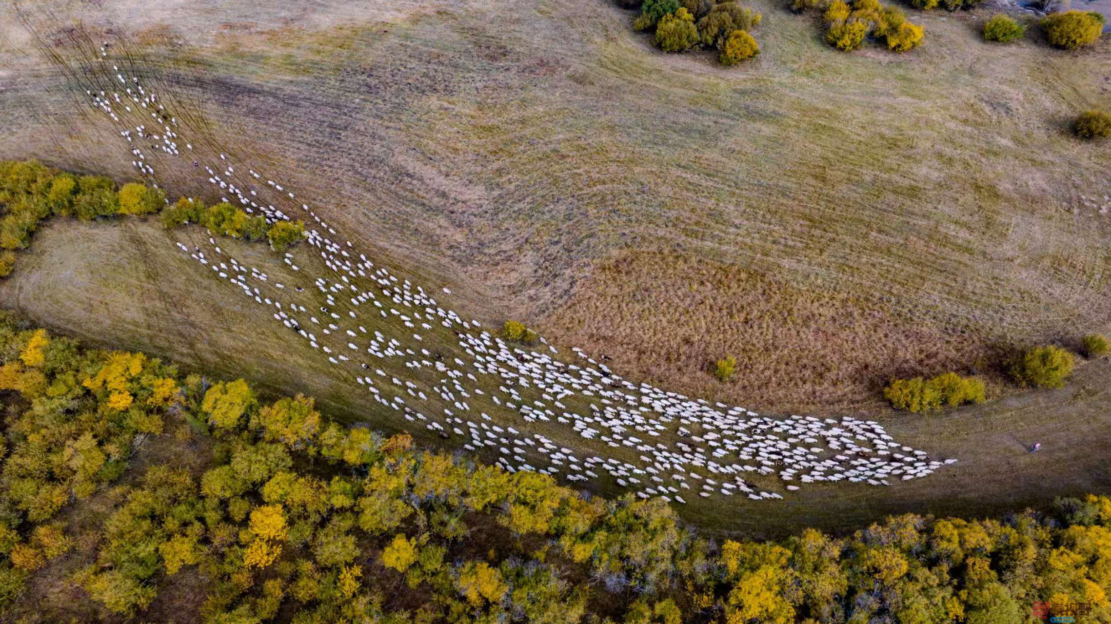 <strong>大漠牧归图【摄影张宝光】</strong>