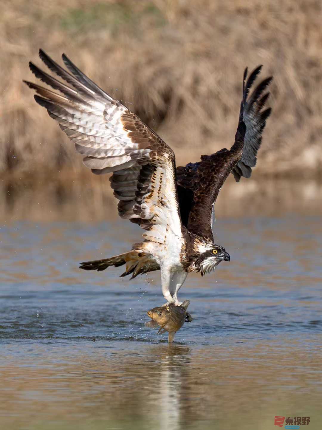 <strong>雄鹰捕食【摄影袁小保】</strong>