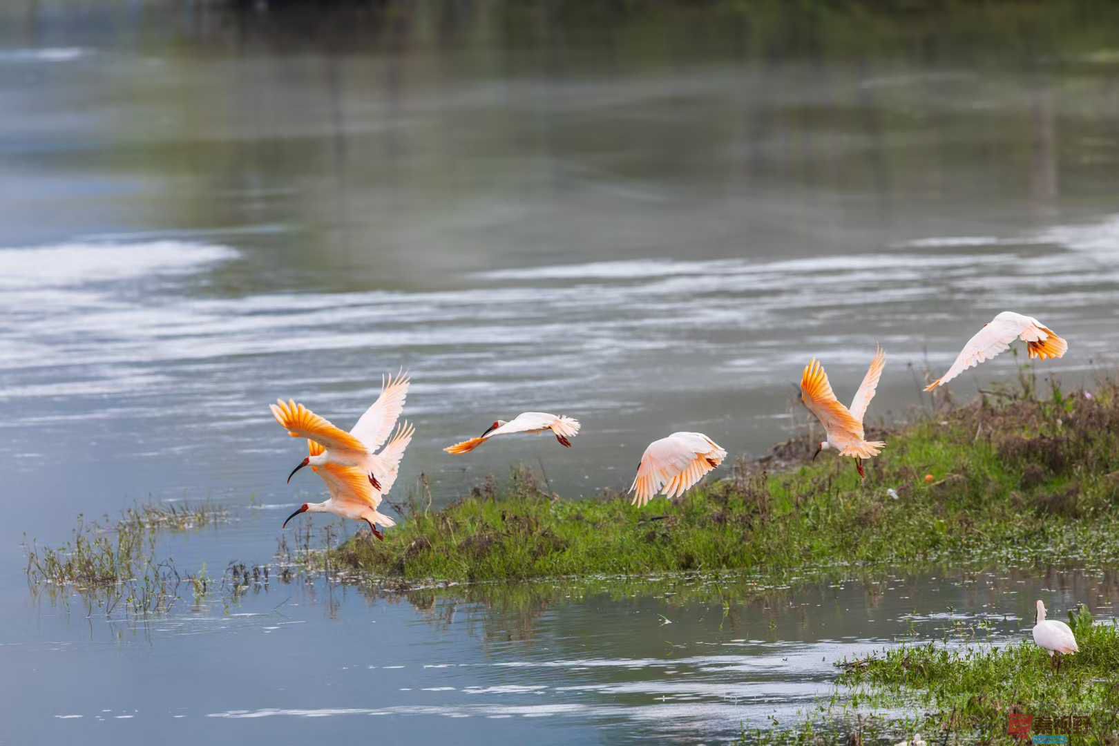 <strong>铜川秋日里的朱鹮【摄影袁小保】</strong>