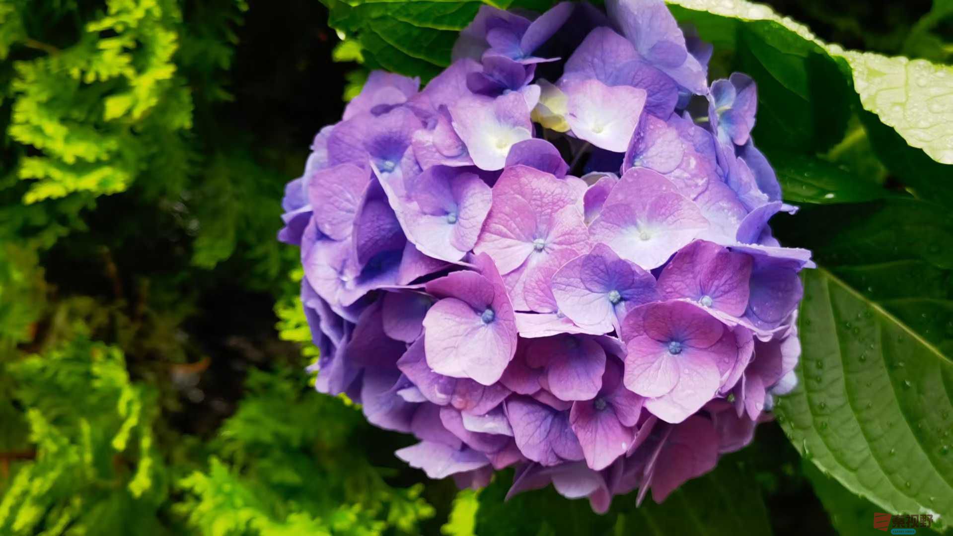 <strong>秋花烂漫惹人爱【摄影马世国】</strong>