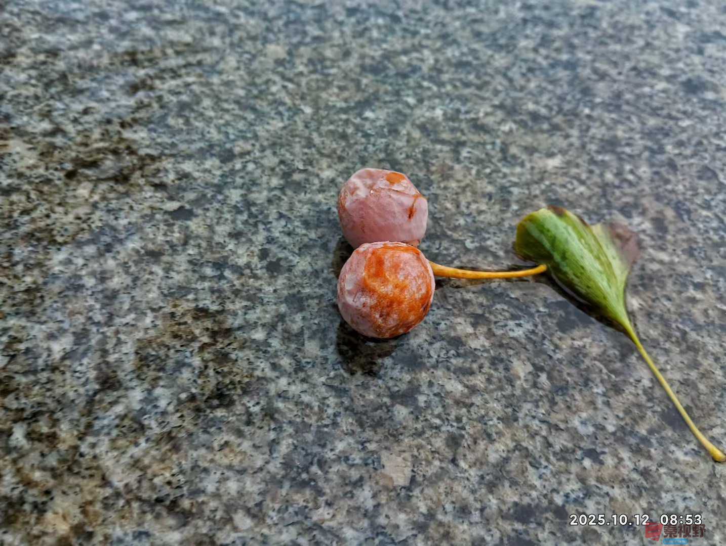 陈耀杰_2025-10-13_144311_345 (5).jpg