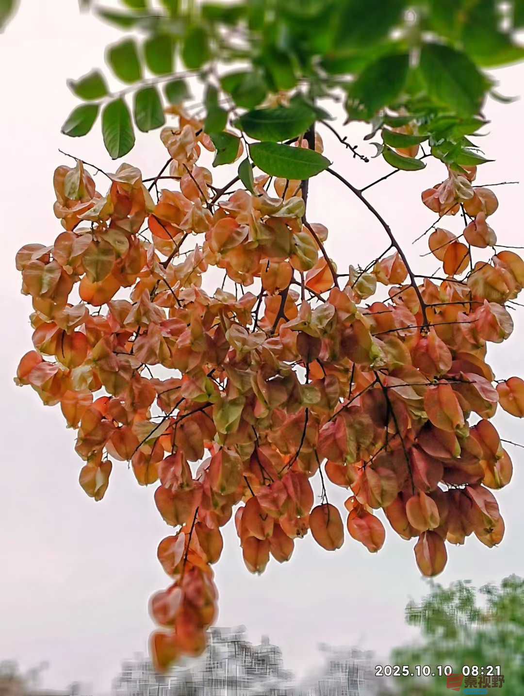 陈耀杰_2025-10-13_151335_250 (4).jpg