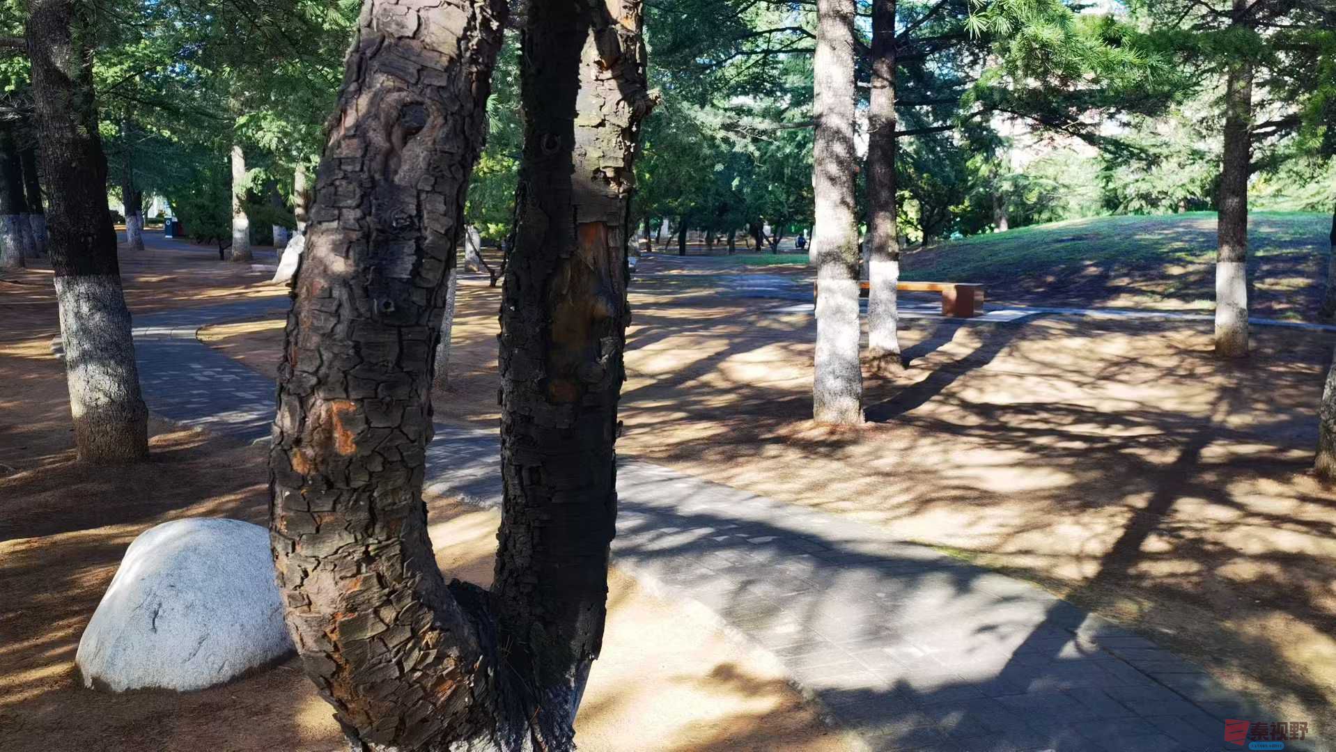 马世国_2025-10-13_145259_920 (5).jpg