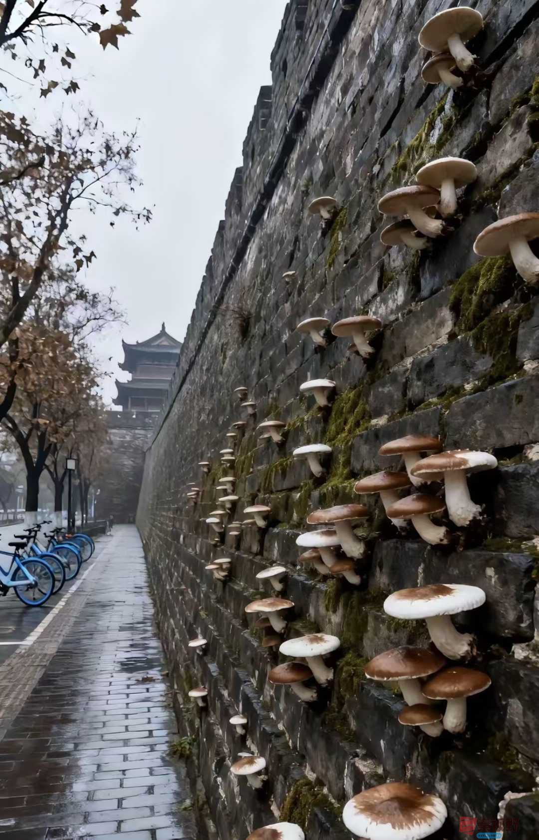 无法斩断的秋雨【随手拍】