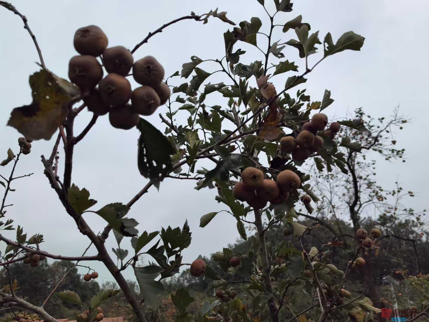 王子文_2025-10-14_191115_735 (3).jpg