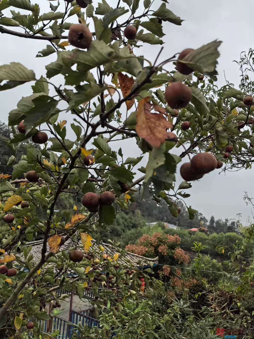 神鹰山庄大丰收【摄影王子文】