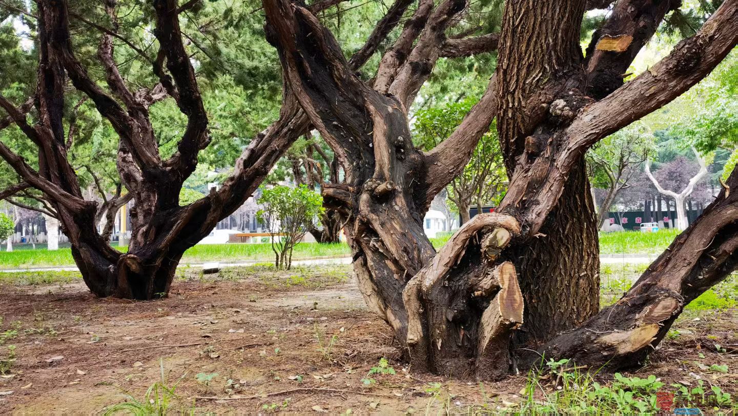 盘根交错【摄影马世国】