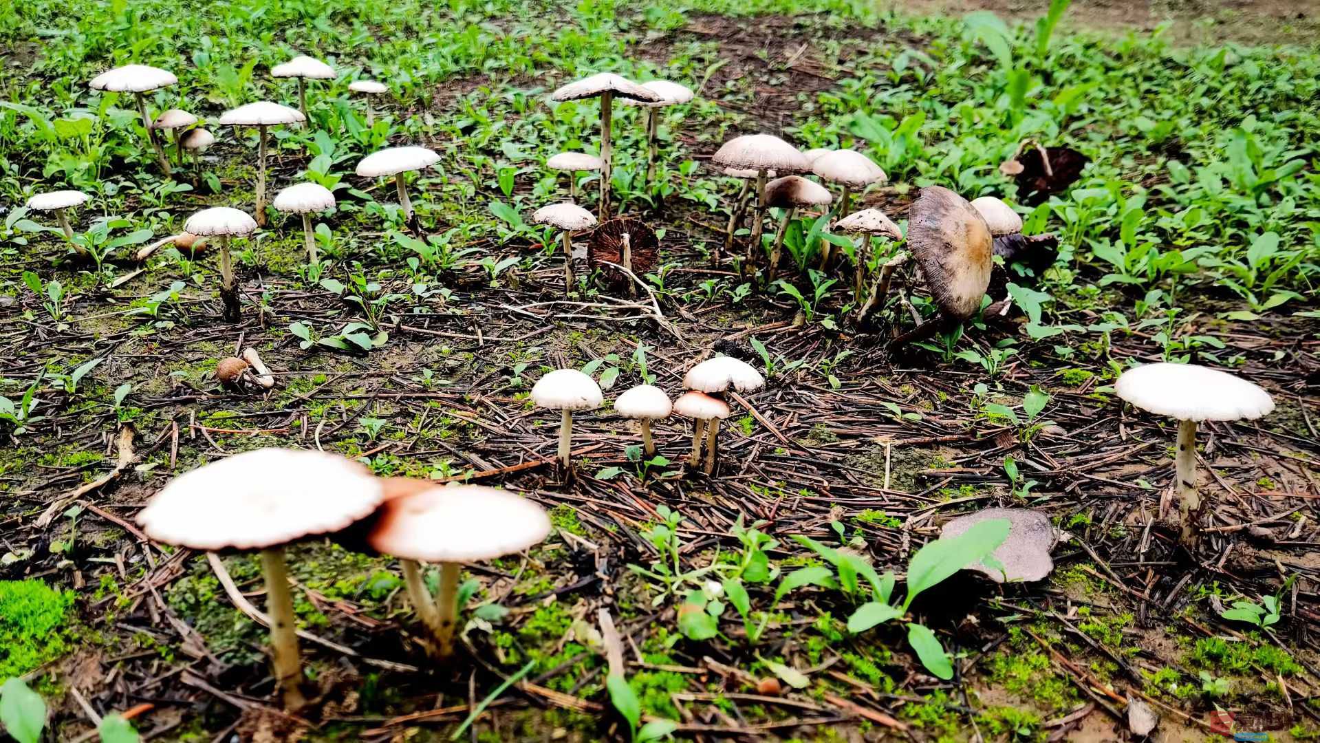 马世国1_2025-10-18_215928_398 (1).jpg