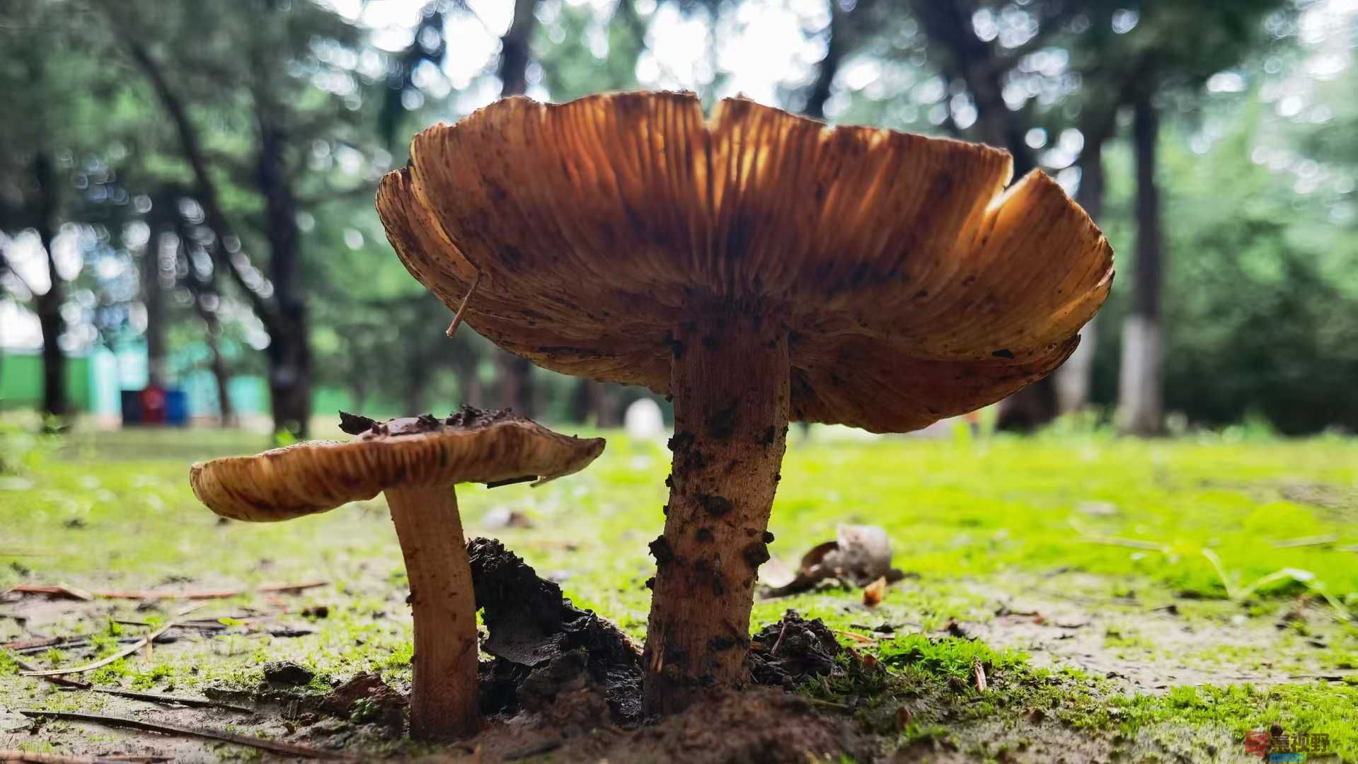 马世国1_2025-10-18_215928_398 (2).jpg