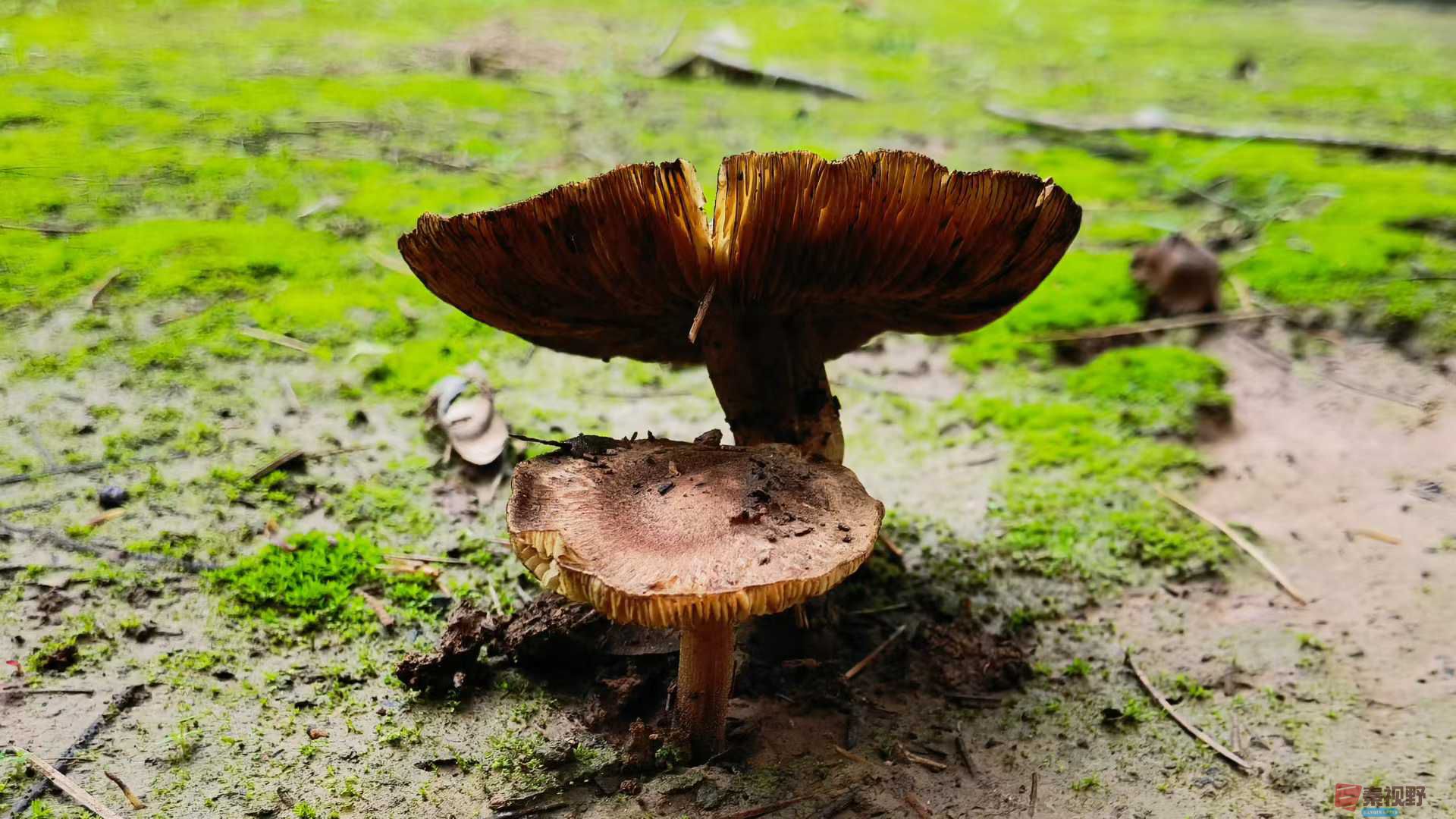 马世国1_2025-10-18_215928_398 (9).jpg