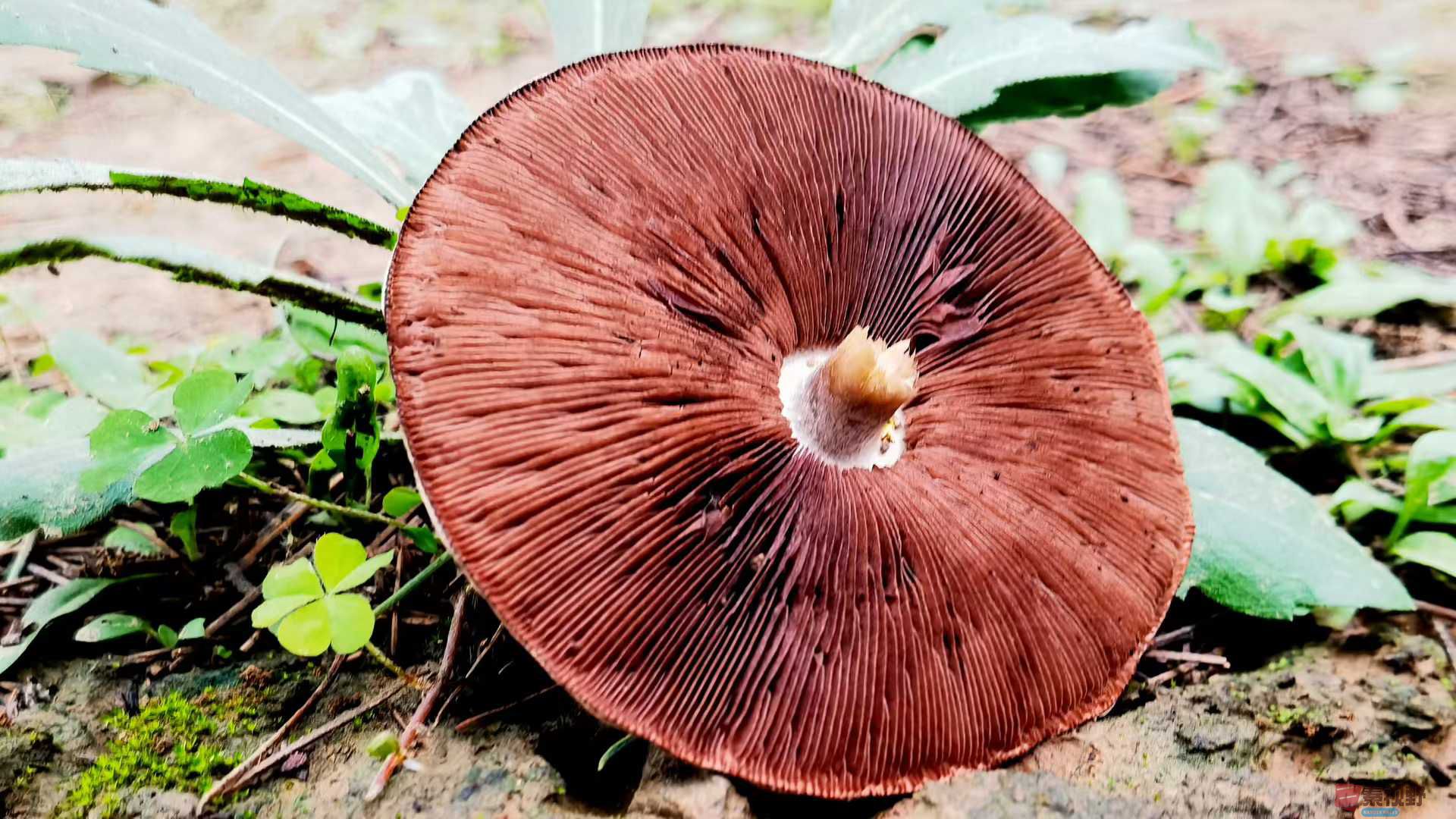 蘑菇朵朵【摄影马世国】