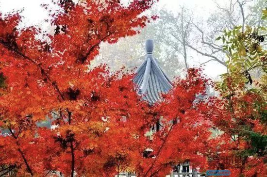 柴岁书20251019 (19).jpg